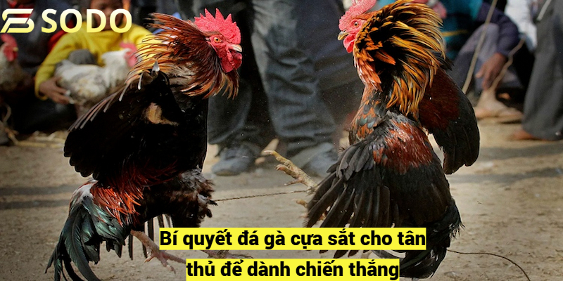 Bí quyết đá gà cựa sắt cho tân thủ để dành chiến thắng