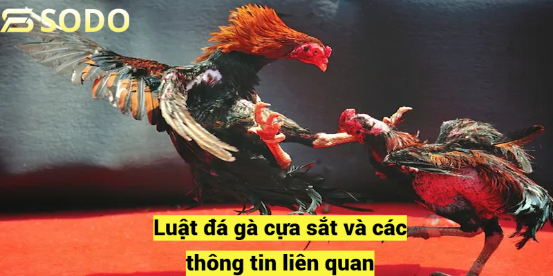 Luật đá gà cựa sắt và các thông tin liên quan