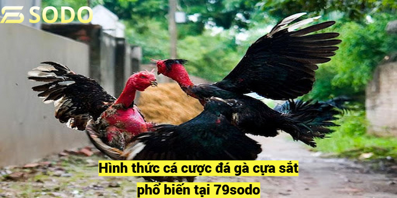 Hình thức cá cược đá gà cựa sắt phổ biến tại 79sodo